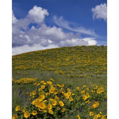 OR, Columbia Gorge Balsamroot and lupine